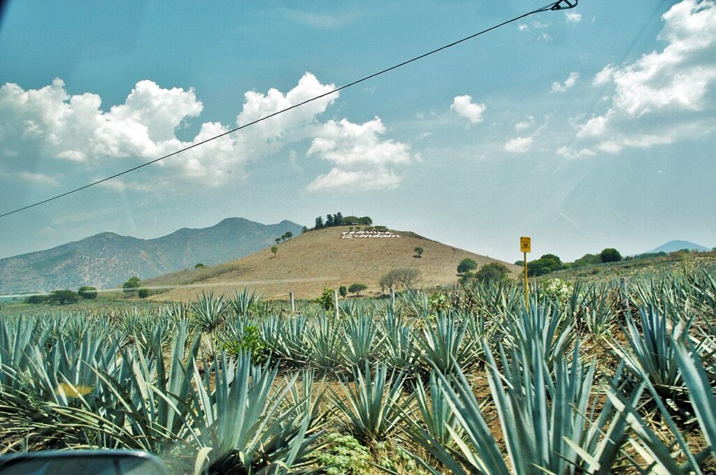Campos de agave en Tequila, Jalisco
