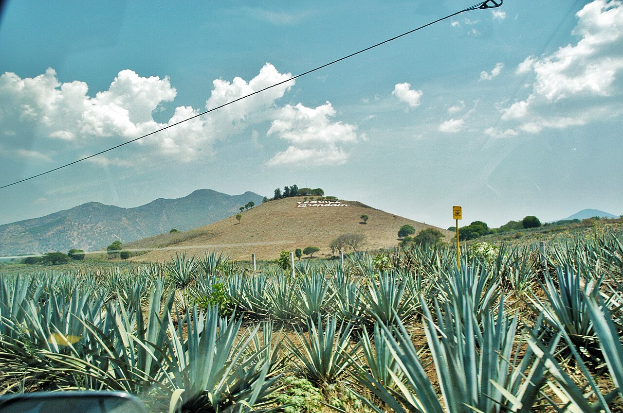 Campos de agave azul camino a Tequila, Jalisco
