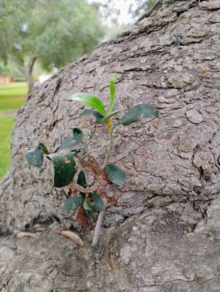 Bosque El Olivar, San Isidro, Lima