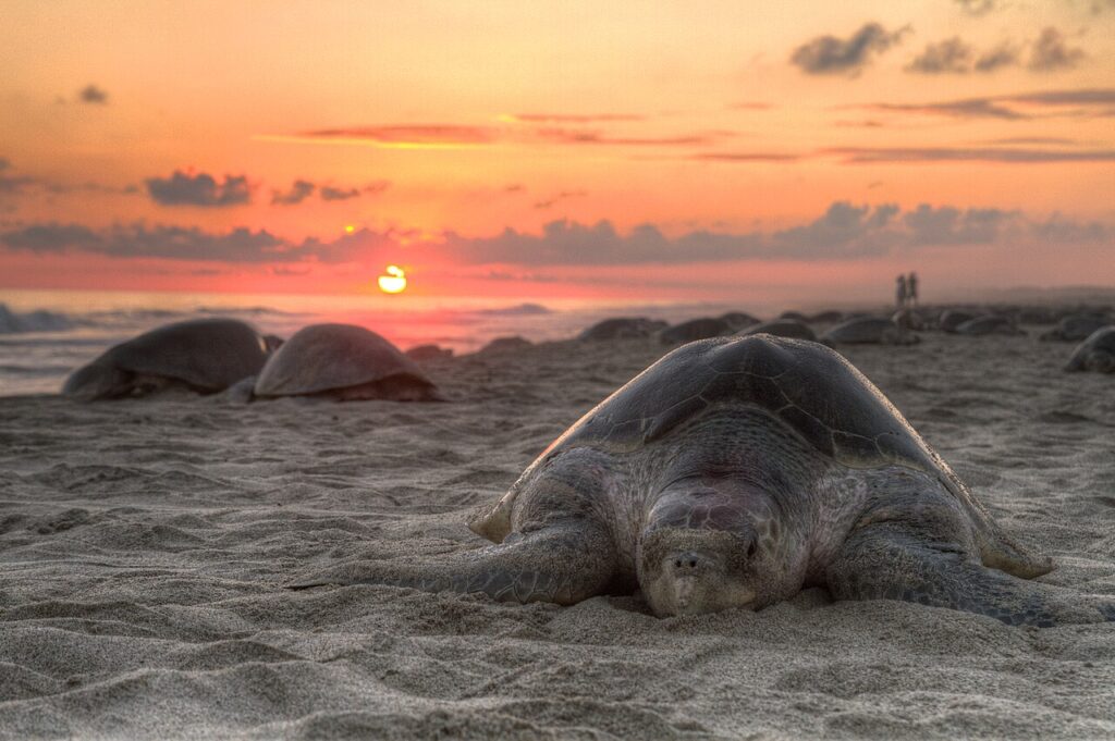 Tortuga golfina en la costa de Oaxaca, cerca de Mazunte