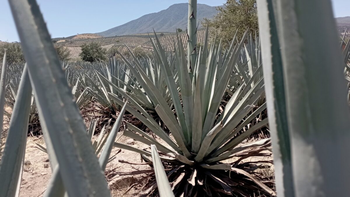 Tequila desde Guadalajara 2026: tren, bus y tours