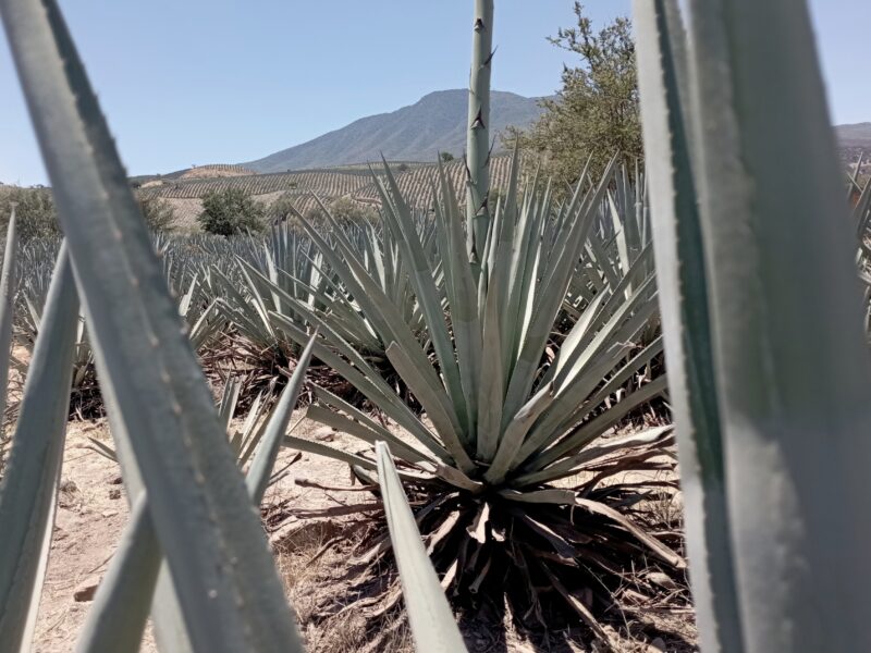 Tequila desde Guadalajara 2026: tren, bus y tours