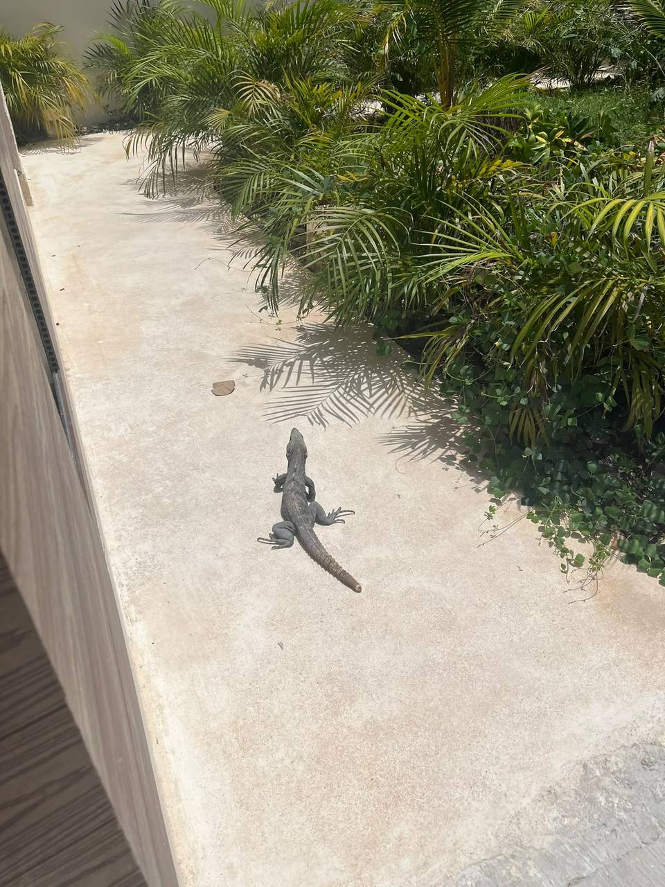 Una iguana tomando el sol en el pasillo del hotel entre palmeras, en Tulum.