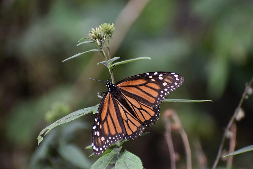 Mariposas monarca en el santuario El Rosario, Michoacán