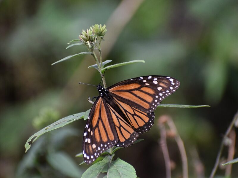 Mariposa monarca 2026-2027: cuándo abren los santuarios, precios y cómo llegar
