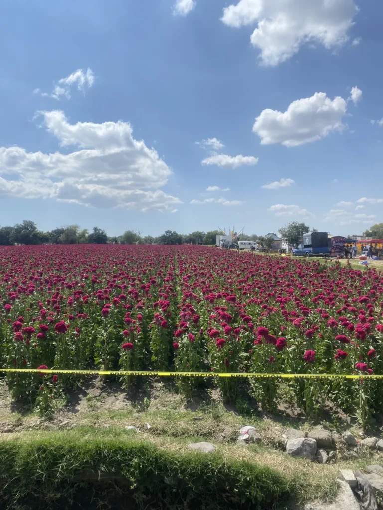 Campo de flores color guinda bajo un cielo azul con nubes, a las afueras de Atlixco
